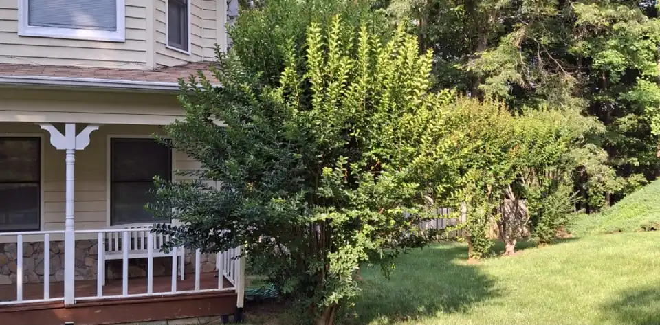 Before: An overgrown shrub by a porch cut back to shape