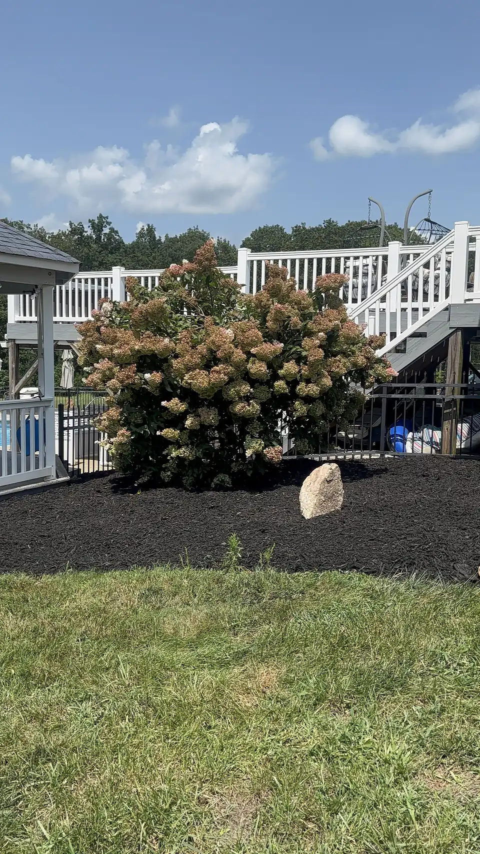 Mulch bed and hydrangea under a deck