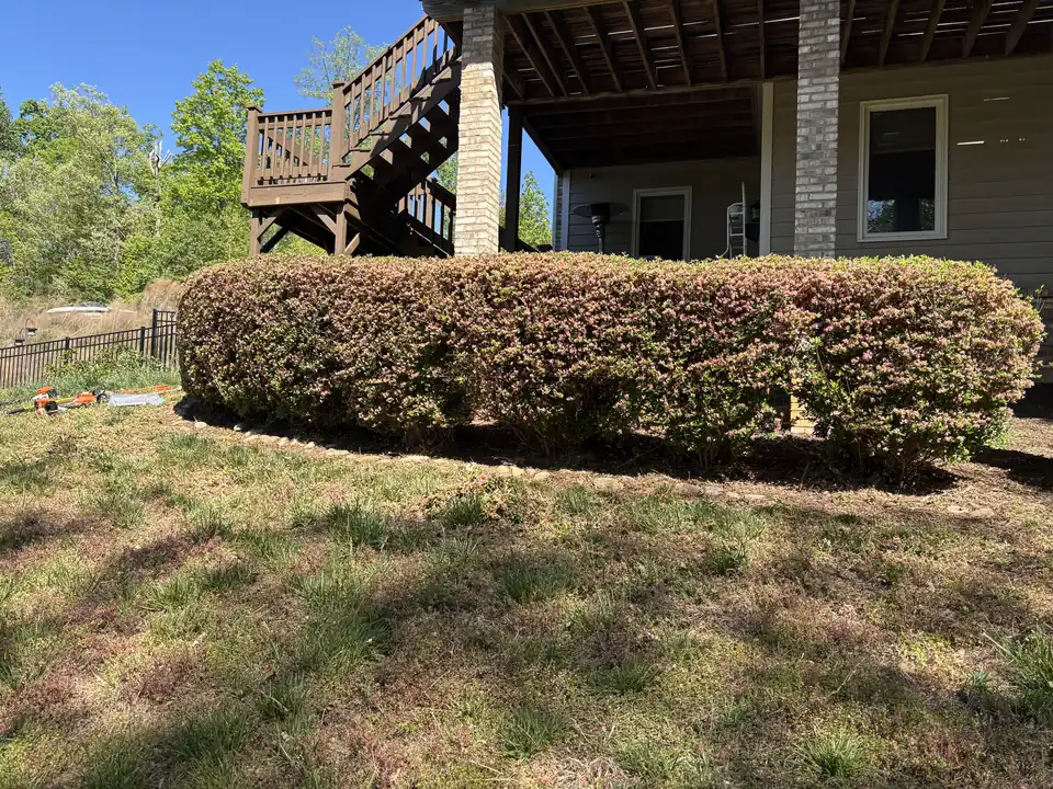 Hedge trimmed square under a deck