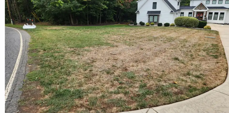 Before: the same lawn, dry and patchy