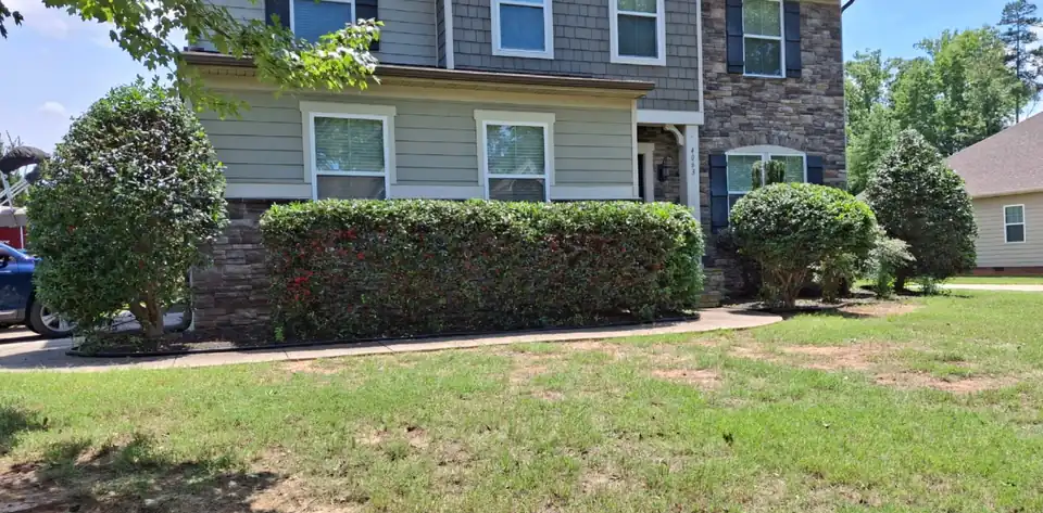 After: Overgrown foundation shrubs cut back to shape