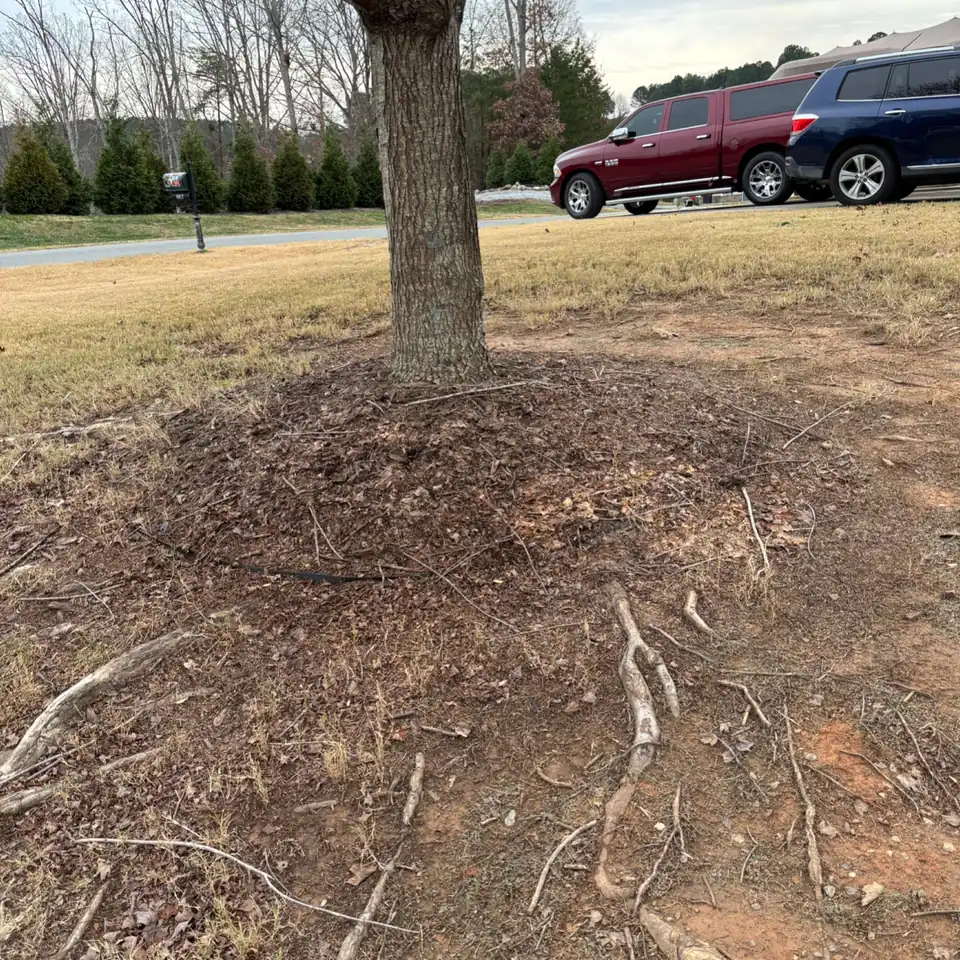 Bare, root-covered ground around the base of a front-yard tree