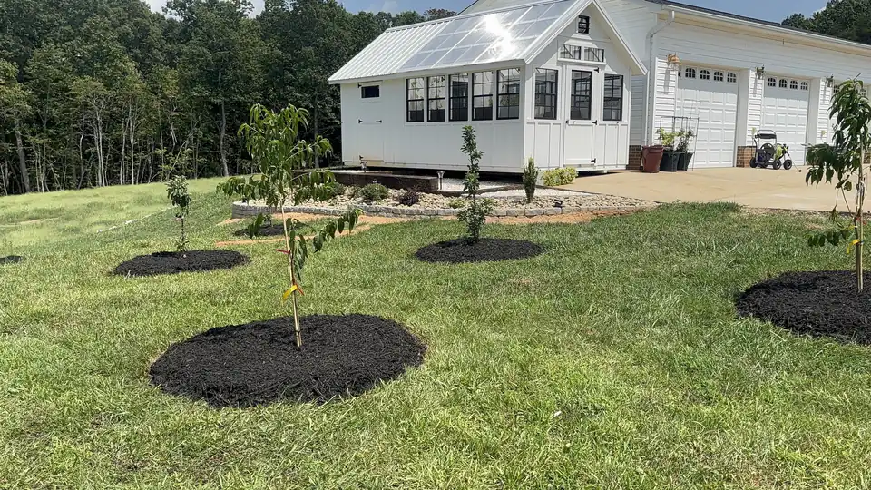 New trees planted in mulch rings in a front lawn near a greenhouse
