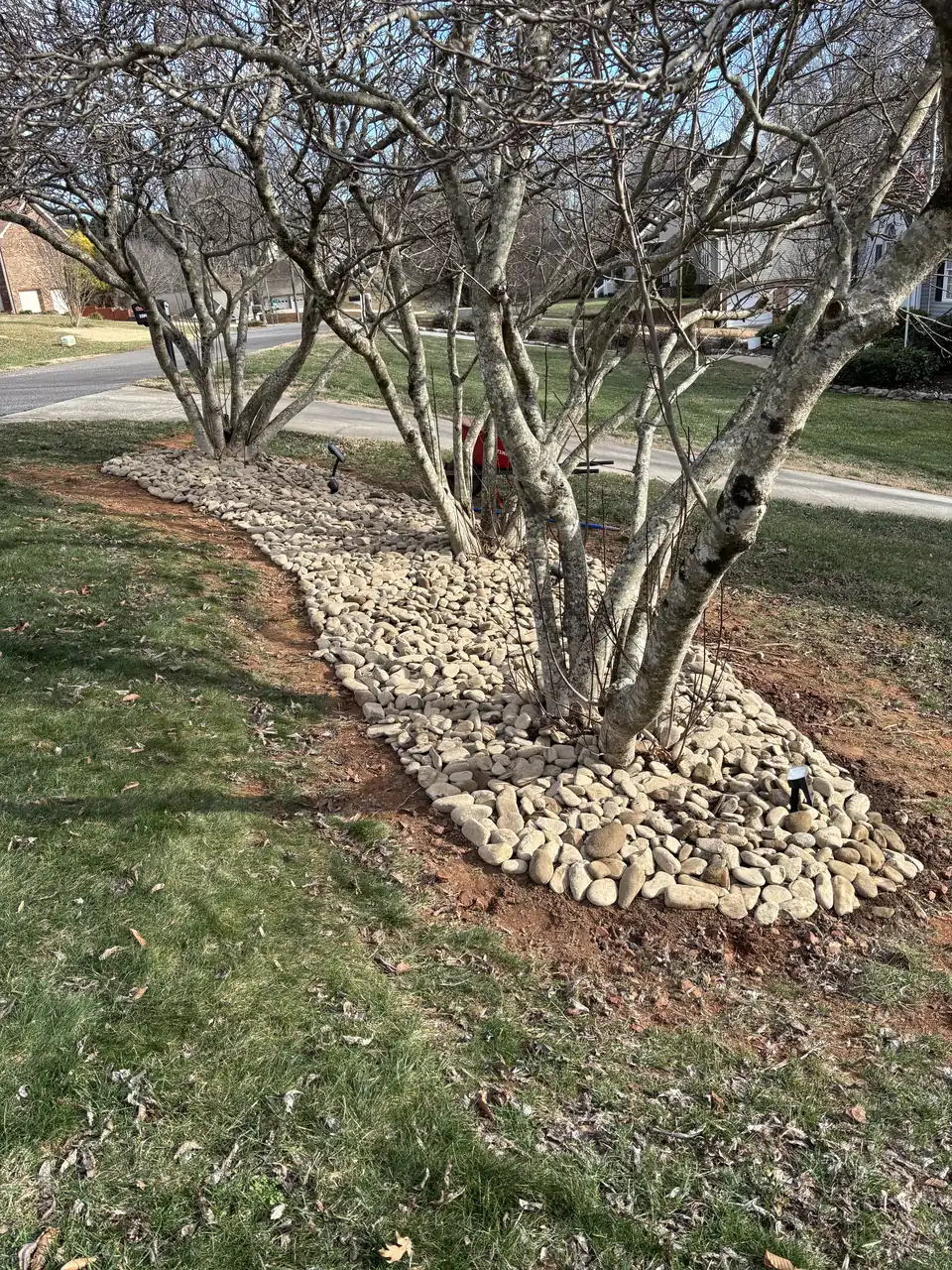 River rock ring around a multi-trunk tree in a front lawn