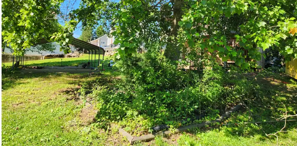 Before: the same corner, overgrown